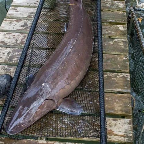 ancient fish|11 Prehistoric Fish Still Alive Today (Surprising Species).